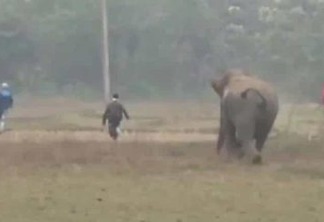 Homens são perseguidos por elefante após tentar tirar selfie com animal