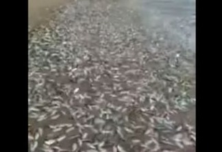 Centenas de sardinhas aparecem na areia de praia e impressiona moradores - VEJA VÍDEO