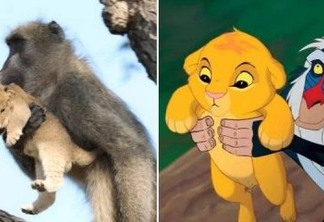 Macaco reproduz cena de 'Rei Leão' em parque africano