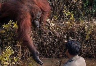 Orangotango estende a mão para 'salvar' homem em rio com cobras