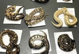 Treze cobras são achadas em fronhas jogadas em rua
