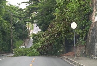 FORTES CHUVAS: Árvore cai durante a madrugada e interdita rua em João Pessoa