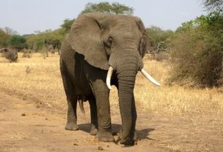 Idoso perde duas pernas após ser atacado por elefante; VEJA VÍDEO