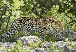 Mulher é eletrocutada enquanto foge de leopardo na Índia: VEJA VÍDEO