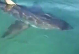 Surfista dá soco em olho de tubarão para escapar de ataque