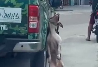IMAGENS CHOCANTES: Cachorro é arrastado preso à carroceria de automóvel de proteção ambiental - VEJA VÍDEO