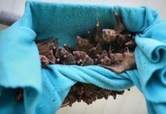 Moradores no Peru estão matando morcegos por medo do coronavírus - VEJA VÍDEO