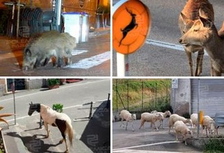 Animais invadem ruas de cidades que ficaram vazias por conta do coronavírus - VEJA VÍDEO
