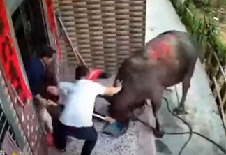 Aterrorizante: Búfalo escapa e ataca mãe e bebê na China