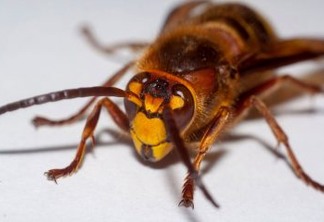 Com mais de 5 cm, vespas asiáticas 'assassinas' são vistas pela 1ª vez nos EUA
