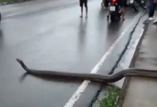 Cobra sucuri de cinco metros 'atravessa a rua' e assusta população; VEJA VÍDEO