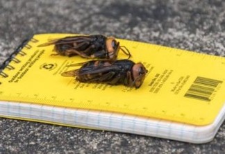 Aparecimento de vespas asiáticas alertam EUA para surgimento de praga que afetará fauna da América do Norte