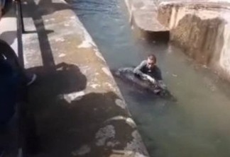 Homem pula em cercado de ursa em zoo e tenta afogar o animal - VEJA VÍDEO