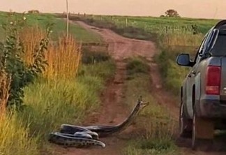 Cobra de sete metros ataca família dentro de carro; VEJA VÍDEO
