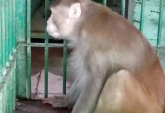 VIOLENTO: Macaco embriagado fica preso após matar uma pessoa e atacar outras 250