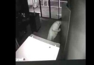 Câmeras flagram ação de bandidos dentro de pizzaria em JP - VEJA VÍDEO