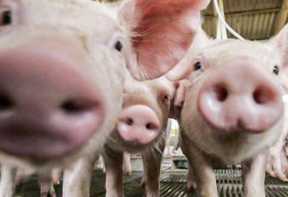 Estudo releva que porcos podem passar superbactérias resistentes a antibióticos