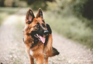 Pastor alemão é o primeiro diagnóstico oficial de cachorro com coronavírus