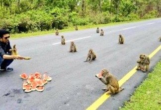 Macacos surpreendem por 'distanciamento social' na Índia