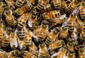 Idoso de 91 anos atacado por abelhas em Campina Grande faleceu nesta quarta-feira