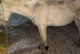 PRISÃO ANIMAL: Cavalo é encontrado usando tornozeleira eletrônica