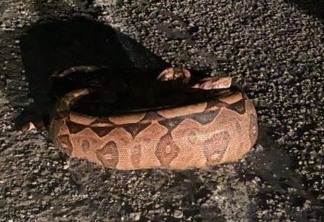 Polícia Militar resgatou 18 cobras em ambientes urbanos em seis cidades da Paraíba
