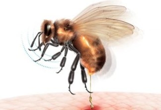 Idoso de 91 anos e mais 9 pessoas dão entrada em hospital de Campina Grande com picadas de abelhas
