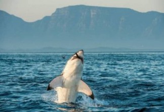SELVAGERIA: em cena rara, tubarão devora outro em praia - VEJA VÍDEO