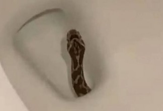 Homem encontra cobra dentro de vaso sanitário- VEJA VÍDEO