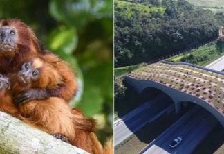 Mico-leão-dourado ganha 1º viaduto vegetado do Brasil; veja