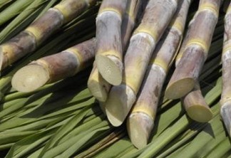 Pesquisadores da UFPB desenvolvem projeto para transformar resíduos de cana-de-açúcar em combustível