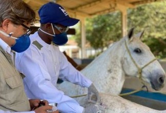 Brasil faz soro com anticorpos de cavalo: 50 vezes mais potente contra Covid