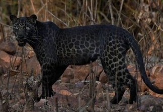 Turista flagra raríssimo leopardo negro
