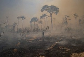 A Amazônia degradada já é maior que a desmatada - Por Miguel Ángel Criado