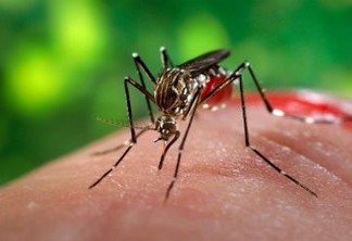 PREOCUPAÇÃO: Em meio à epidemia de dengue, casos de chikungunya também crescem no Brasil