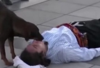 Cão invade peça e tenta salvar ator que fingia estar machucado; VEJA VÍDEO