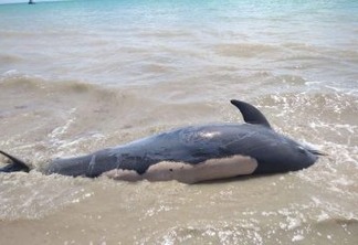 Golfinho morre após ficar encalhado em praia de Cabedelo