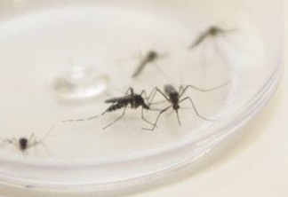 Mosquito Aedes aegypti. Curitiba, 04/12/2015. Foto: Pedro Ribas/ANPr