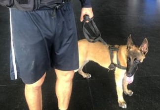 Filhotes de cães farejadores são treinados pela Polícia Militar para auxiliar em operações contra o crime na Paraíba