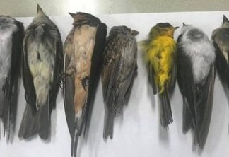 Centenas de milhares de pássaros migratórios aparecem mortos em estado dos EUA