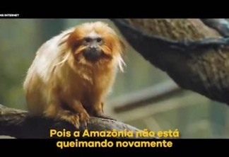 Ministro do Meio Ambiente posta vídeo com animal da Mata Atlântica para defender que não há queimadas na Amazônia