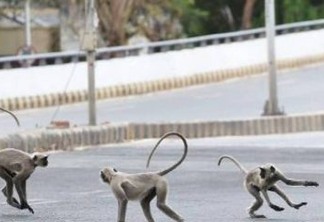 Briga entre grupos de macacos mata dois homens na Índia