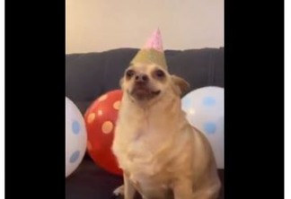 “Parabéns pra você”! Cadela ganha festa de aniversário fofa e viraliza - ASSISTA