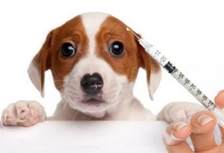 Campanha de vacinação antirrábica segue ate o dia 23; Paraíba já imunizou 342 mil cães e gato