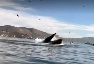 Mulher conta como foi quase ser engolida por baleia: ‘Medo de ficar sem ar’ - VEJA VÍDEO