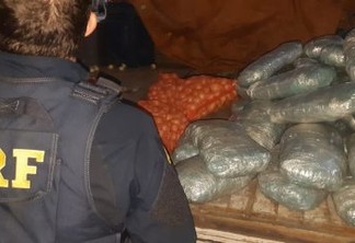 PRF apreende 50kg de maconha escondida em fundo falso de caminhão carregado de cebola