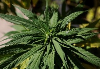 Medicamento a base de cannabis com THC com limite acima do anterior é aprovado pela Anvisa