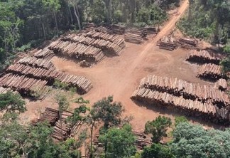 PF realiza maior apreensão do Brasil ao encontrar mais de 43 mil toras de madeira irregular, no Pará