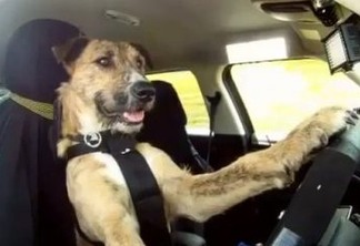 Após bater o carro, mulher se recusa a fazer teste do bafômetro e alega que cachorro dirigia o veículo