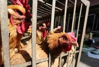 Gripe aviária se espalha pelo Japão e autoridades temem nova pandemia